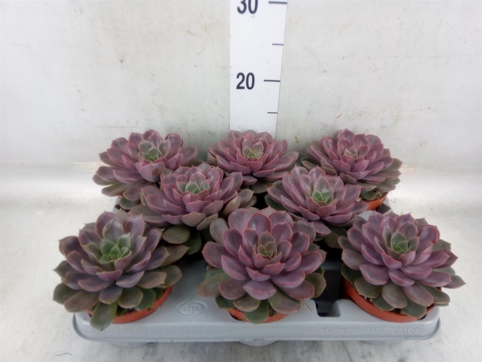 <h4>Echeveria   ...</h4>