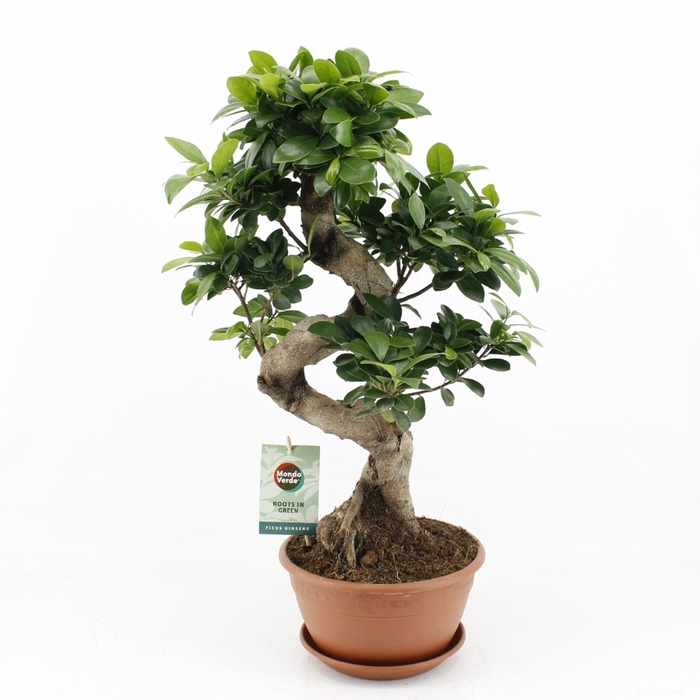 <h4>Ficus Ginseng</h4>