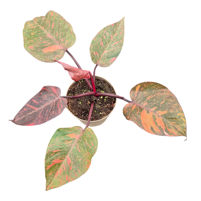 <h4>Philodendron Orange Princess</h4>