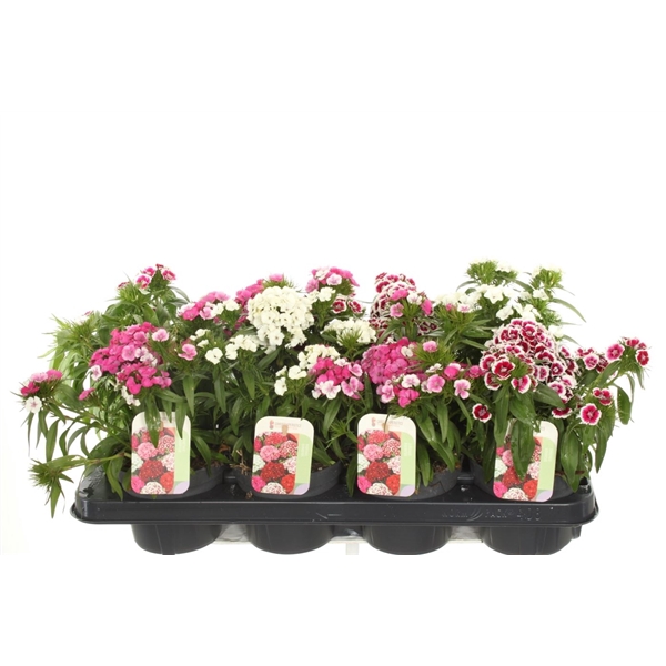 <h4>Dianthus barb. Barbarini mix</h4>