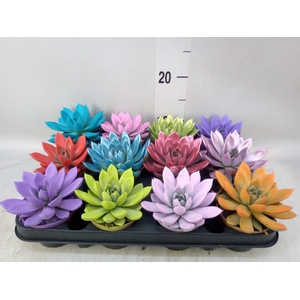 Echeveria  'Miranda'