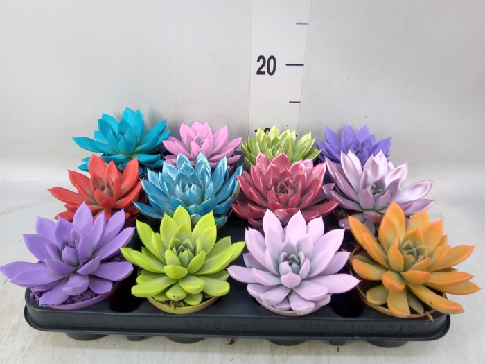 <h4>Echeveria  'Miranda'</h4>