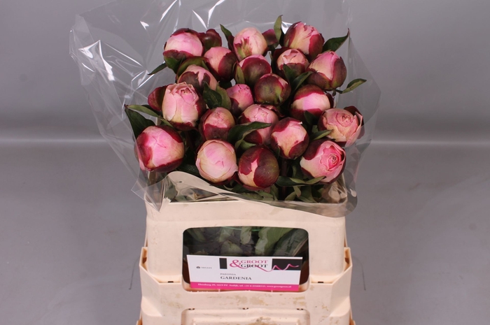 <h4>Paeonia Gardenia | Heavy Quality</h4>