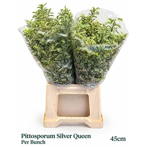 PITTOSP SILVER QU BS