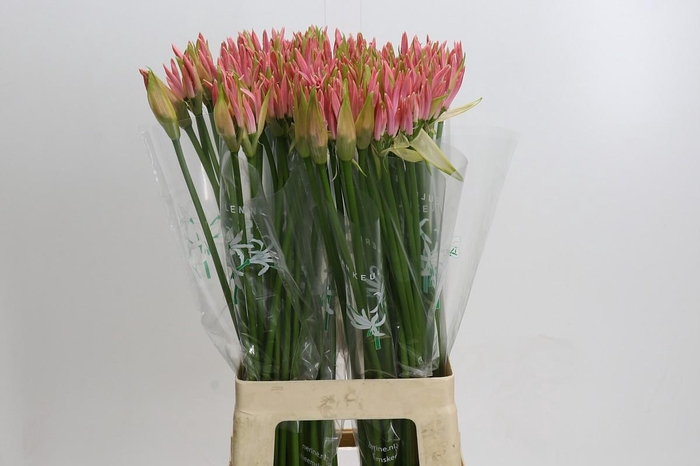 <h4>Nerine Vesta K</h4>