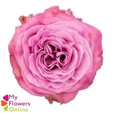 <h4>R Gr Queen´s Crown Lavander 50cm EC</h4>