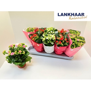 KAL GE PERF GEM 3 KL