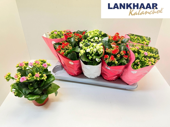 <h4>KAL GE PERF GEM 3 KL</h4>