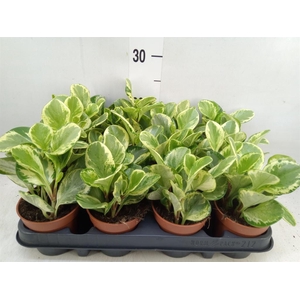 Peperomia obt. 'Variegata'