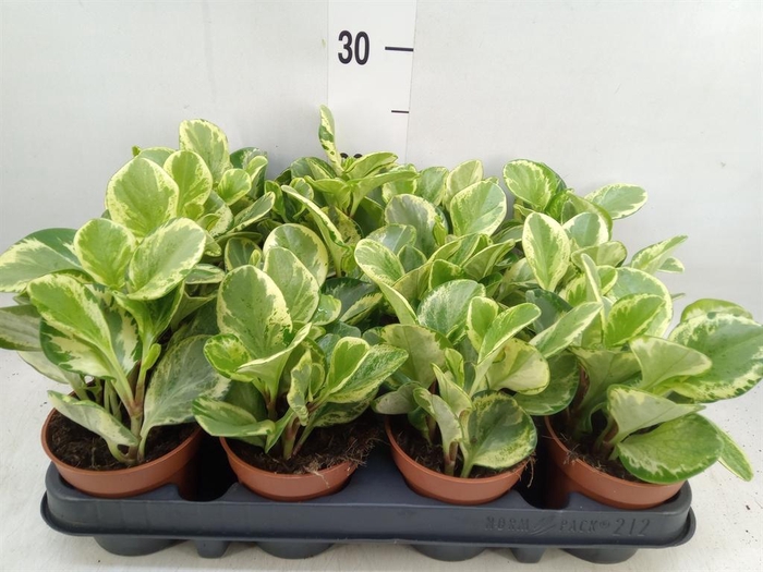 <h4>Peperomia obt. 'Variegata'</h4>