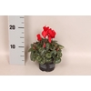 Cyclamen Super Serie Divers