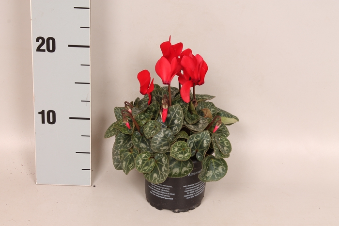 Cyclamen Super Serie Red