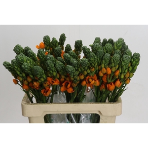 Ornithogalum Dubium Sunray