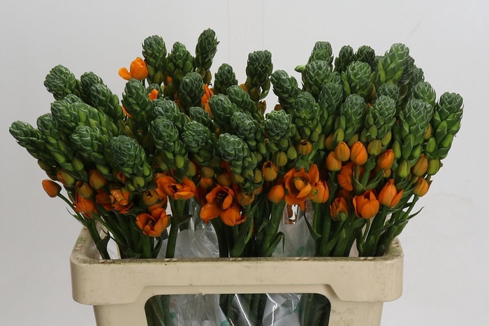 <h4>Ornithogalum dubium 'Sunray'</h4>