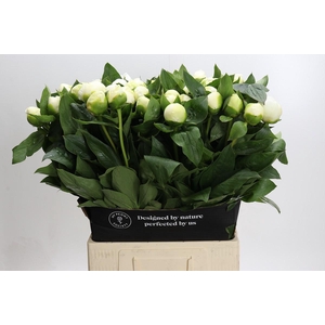 Paeonia Lact. Bridal  Shower