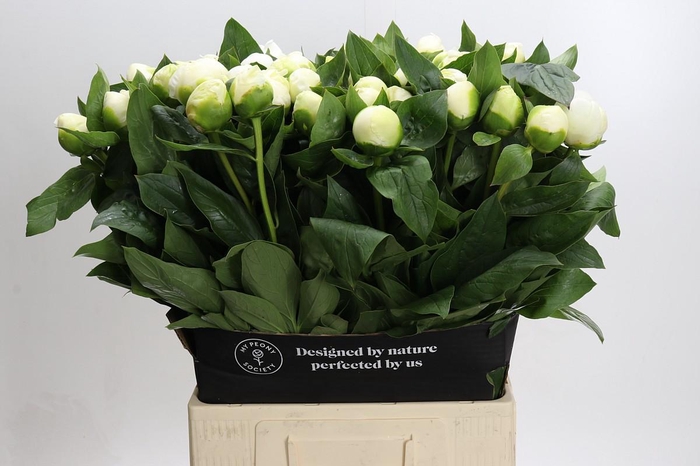 <h4>Paeonia Lact. Bridal Shower</h4>