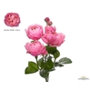 Rosa Spray Garden Silva Pink