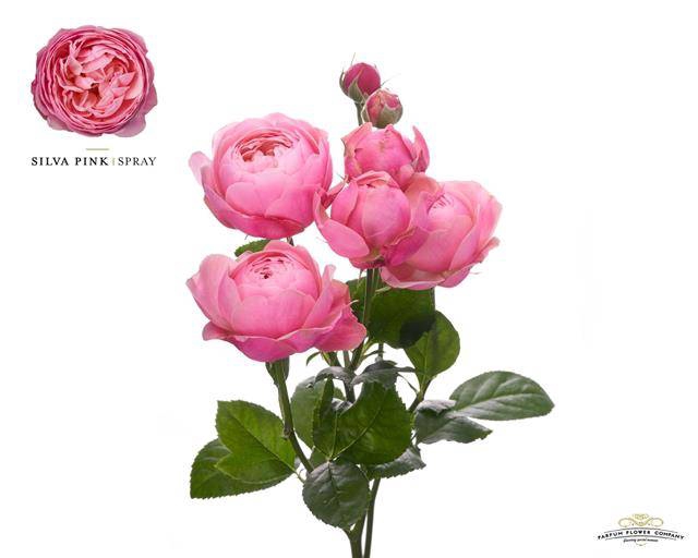 Rosa Spray Garden Silva Pink