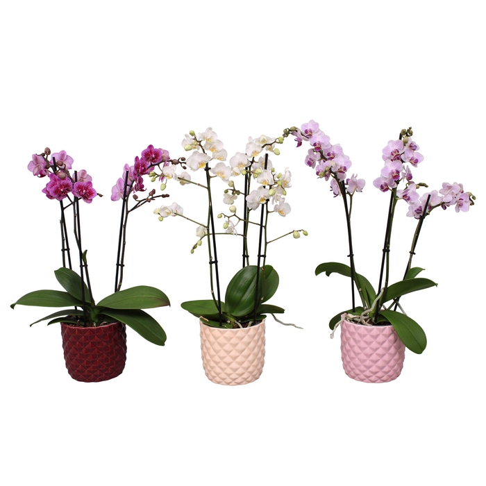 <h4>Phal. Multiflora 3-tak mix in keramiek BGC991</h4>