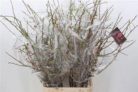 <h4>Chaenomeles Superba</h4>