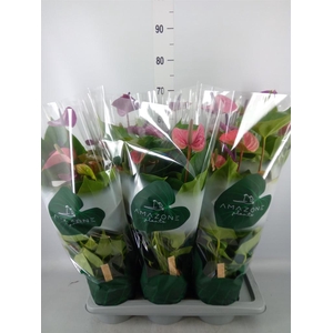 Anthurium andr. 'Cavalli'