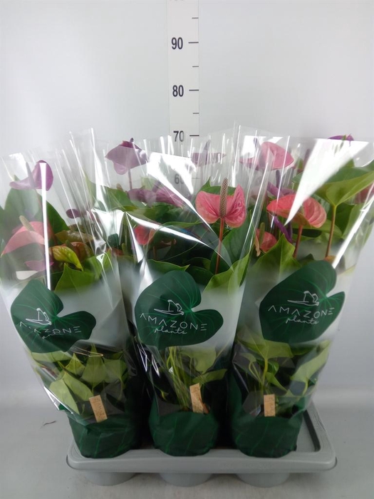 <h4>Anthurium andr. 'Cavalli'</h4>