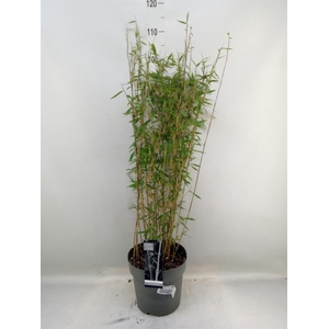 Fargesia nitida 'Volcano'