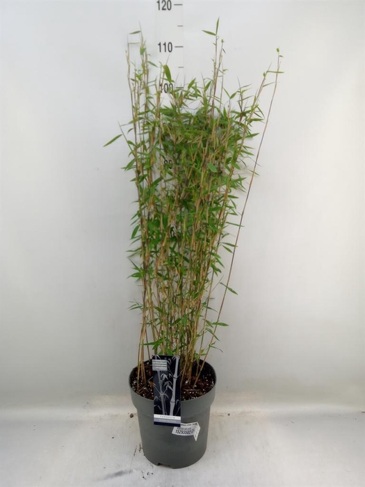 <h4>Fargesia nitida 'Volcano'</h4>