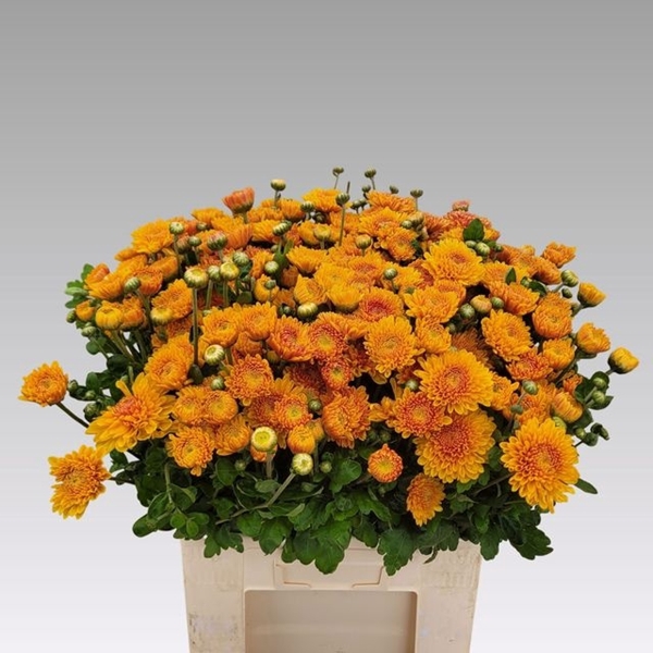 <h4>CHR TBU WENDY GEEL</h4>