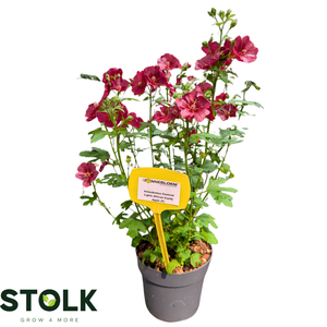 Anisodontea 17cm 'Candy Apple'