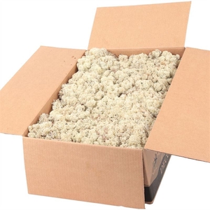 Ijslandmos (reindeer) Naturel