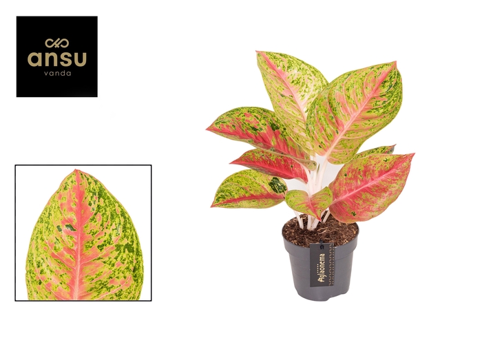 <h4>Aglaonema Grand Poppy</h4>