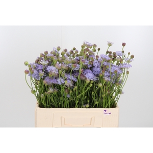 Didiscus Blauw
