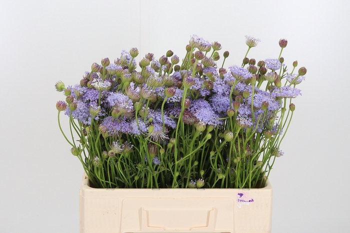 <h4>Didiscus Blauw</h4>