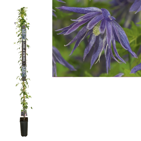 <h4>Clematis Spiky PBR +Long & strong label</h4>