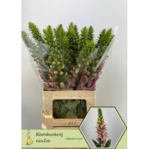 Digitalis Camelot Rose Frank Zon