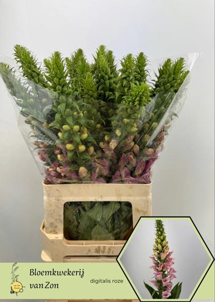 <h4>Digitalis Camelot Rose Frank Zon</h4>
