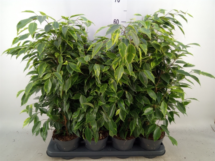 <h4>Ficus benja. 'Anastasia'</h4>