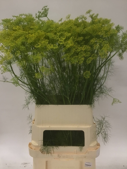 ANET GRAVEOLENS