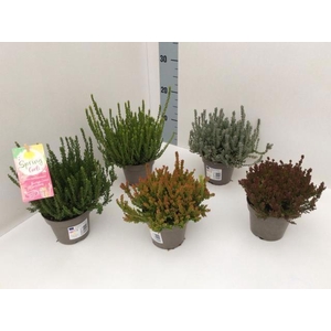 CALLU G G SU GIR GEM