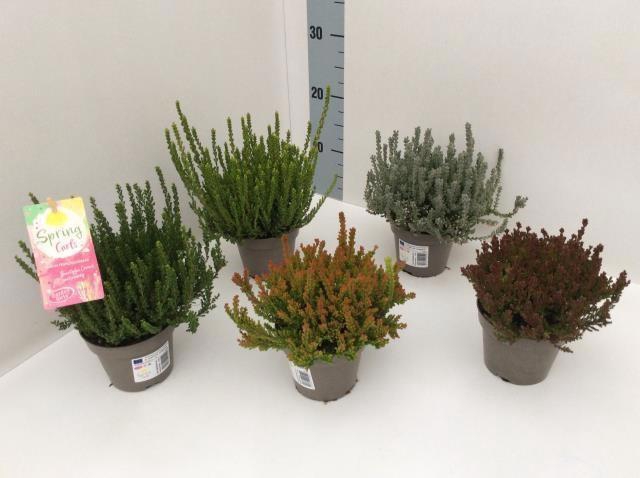 <h4>CALLU G G SU GIR GEM</h4>