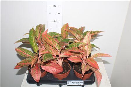 <h4>Aglao Prestige</h4>