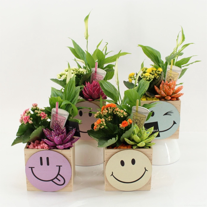 <h4>Arr.   Kamerplant Bloei L%</h4>