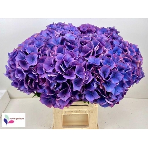 Hydrangea dazzling dazzle