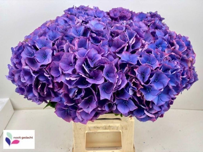 <h4>Hydrangea dazzling dazzle</h4>