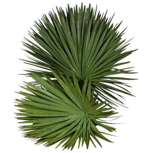 Palm