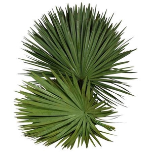 PALMETTO X 15