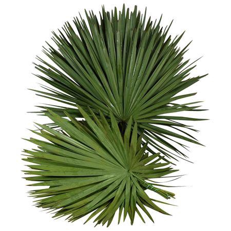 <h4>PALMETTO X25</h4>