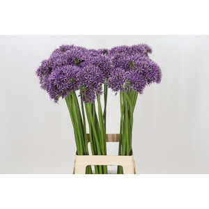Allium Violet Beauty