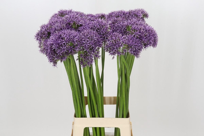 <h4>Allium Violet Beauty</h4>